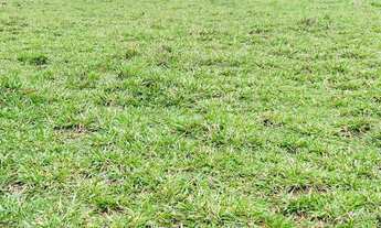 Imagem 5: Fazenda de 34 alqueires região de Goianápolis Goiás