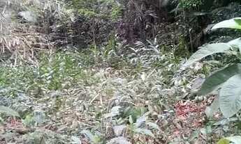 Imagem 4: Sitio de 5 Alq, Doc OK!! a 3Km do Centro de Morretes!!!