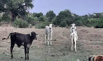 Imagem 3: Vende-se uma excelente fazenda de 104 Alqueires