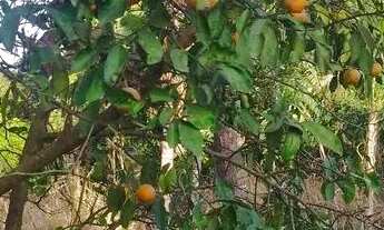 Imagem 6: Ótima oportunidade. Chácara, localização Privilegiada! 64.000 m², natureza exuberante