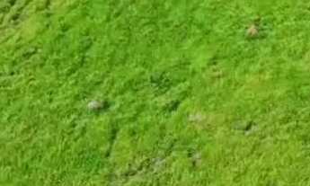 Imagem 4: ? CHÁCARA À VENDA - SANCLERLÂNDIA/GO ?