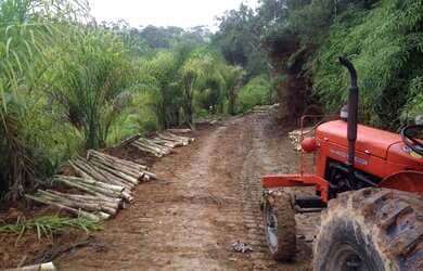 Imagem 6: Palmito pupunha Fazendinha Juquia