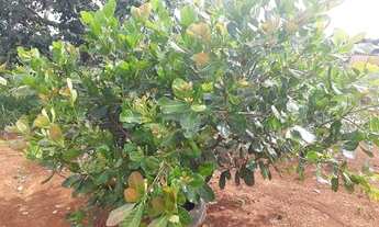 Imagem 6: Sítio de 20.000m2 pronto com nascente nos fundos ! Casa com estrutura para ampliação !