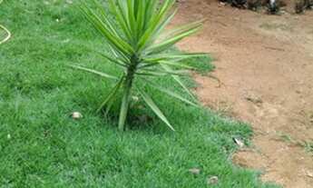 Imagem 4: Casa de 500m² no Incra 9, 3 qtos (1 com suíte e closet), várias árvores frutíferas e mais