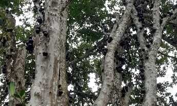 Imagem 7: Casa de chácara