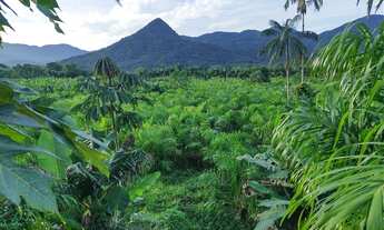 Imagem: Sítio 46 hectares Produção de Banana
