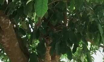 Imagem 2: Terreno localizado em Araruama/bananeiras