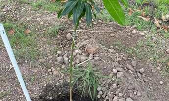 Imagem 5: TERRENO GRANDE - 7.080M2 - CERCADO