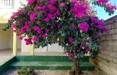 Imagem 3: Casa 5 quartos para locação no Liberdade/Pampulha, perto da UFMG e UNIFENAS, Belo Horizont