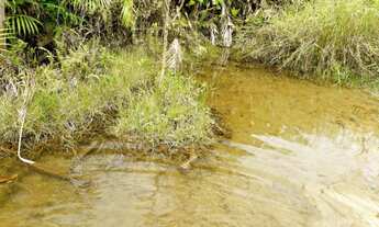 Imagem 3: Fazendinha 40 alqueires com 30 de abertura! município de Pacajá?