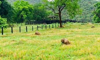 Imagem 3: Fazenda na Agrovila das Palmeiras 630 Hectares
