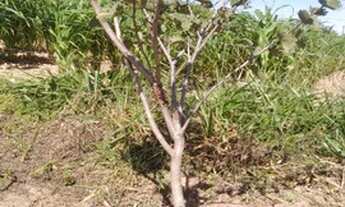 Imagem 6: Terreno 2.500 m2