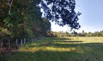 Imagem 2: Fazenda de 110 hectares. Plana. Divisa Rio Aquidauana - Corguinho - MS