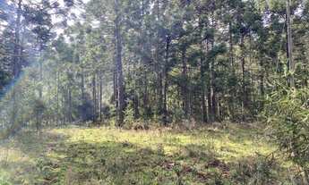 Imagem 6: Terreno de 6 hectare em Urubici