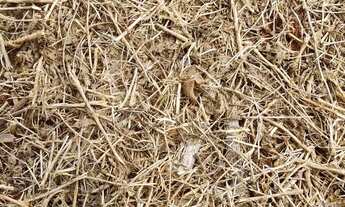 Imagem 4: 10 alqueiro a 800 metros de Nazário -go