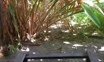 Imagem 7: Vende-se na casa da ilha de Coroa