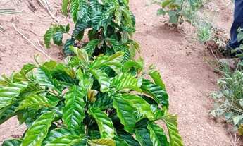 Imagem: Procuro terreno para arrendar pra plantio