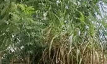 Imagem 7: Lote em Rua André Hotz Júnior - Jardim Ema - Guarulhos/SP