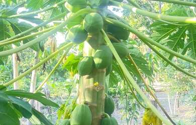 Imagem 3: Agil de chacara Chácara com venda por R$90.000