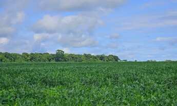 Imagem 5: Área 24 hectares, Rio Verde - GO