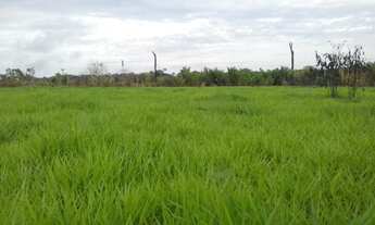 Imagem 2: Fazenda com 270 alqueires no Guata - entre Rondônia e Mato Grosso