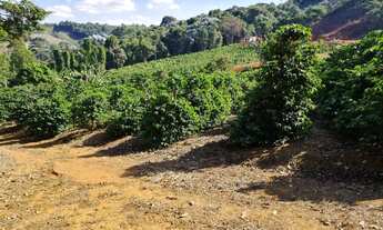 Imagem 2: Lavoura de café