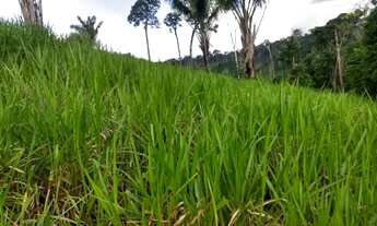 Imagem 2: Fazendinha 40 alqueires com 30 de abertura! município de Pacajá?