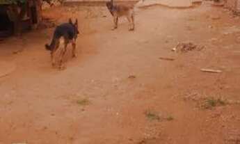 Imagem 4: Vende ou troca por agil setor maysa 1