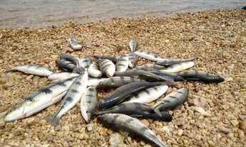 Imagem 6: Ótimos lotes na Serra da Mesa, apenas 4,7km de estrada de chão