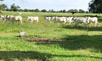 Imagem 2: Fazenda na região de Aruanã no estado de Goiás