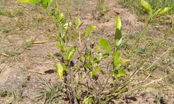 Imagem 5: Terreno 2.500 m2