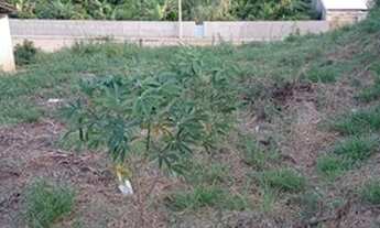 Imagem: Vende-se lote