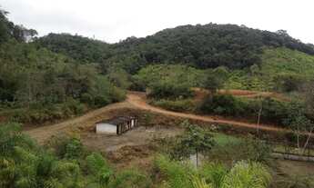 Imagem 2: Palmito pupunha Fazendinha Juquia