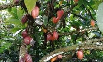 Imagem 6: Sítio em Buerarema ( vila operária