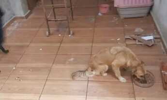 Imagem 6: Vendo ou troco casa no Atlântico 2