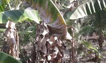 Imagem 3: Sitio 100× 1000