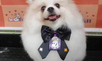 Imagem 6: Passo pet shop c/ banho e tosa