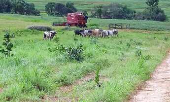 Imagem: Fazenda à Venda em Diorama GO