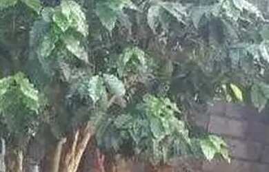 Imagem 2: Casa em Rua Marselha - Jaguaré - São Paulo/SP