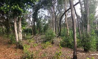 Imagem: Fazenda de 260 ha (Excelente oportunidade)