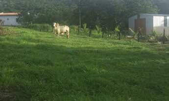 Imagem 6: Fazenda na Agrovila das Palmeiras 630 Hectares