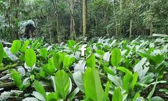 Imagem 3: SãO PEDRO DE ALCâNTARA - Terreno Padrão - Invernada