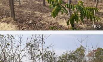 Imagem 2: Vende-se uma bela fazenda de 183 hectares