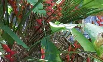 Imagem 4: Vende-se na casa da ilha de Coroa