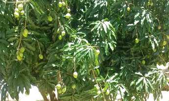 Imagem 2: Vendo 1 Casa e 1 terreno no Cidade Modelo