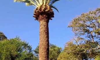 Imagem 7: Pedro do Rio (Condomínio Alto Padrão) - 4 suítes, piscina. Etc