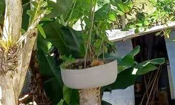 Imagem 6: Casa com 4 dormitórios à venda, 168 m² por R$ 690.000,00 - Jardim Europa - Campo Limpo Pau