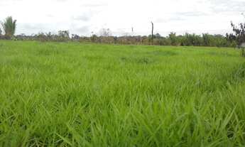 Imagem 5: Fazenda com 270 alqueires no Guata - entre Rondônia e Mato Grosso