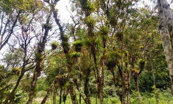 Imagem 4: Lindos 5780 mts apenas 247 mil reais casa nova