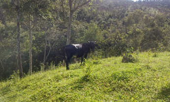 Imagem 5: Fazenda 8 ha, próximo ao café da Estrada, Entre Mateus Leme e Itaúna, com agua